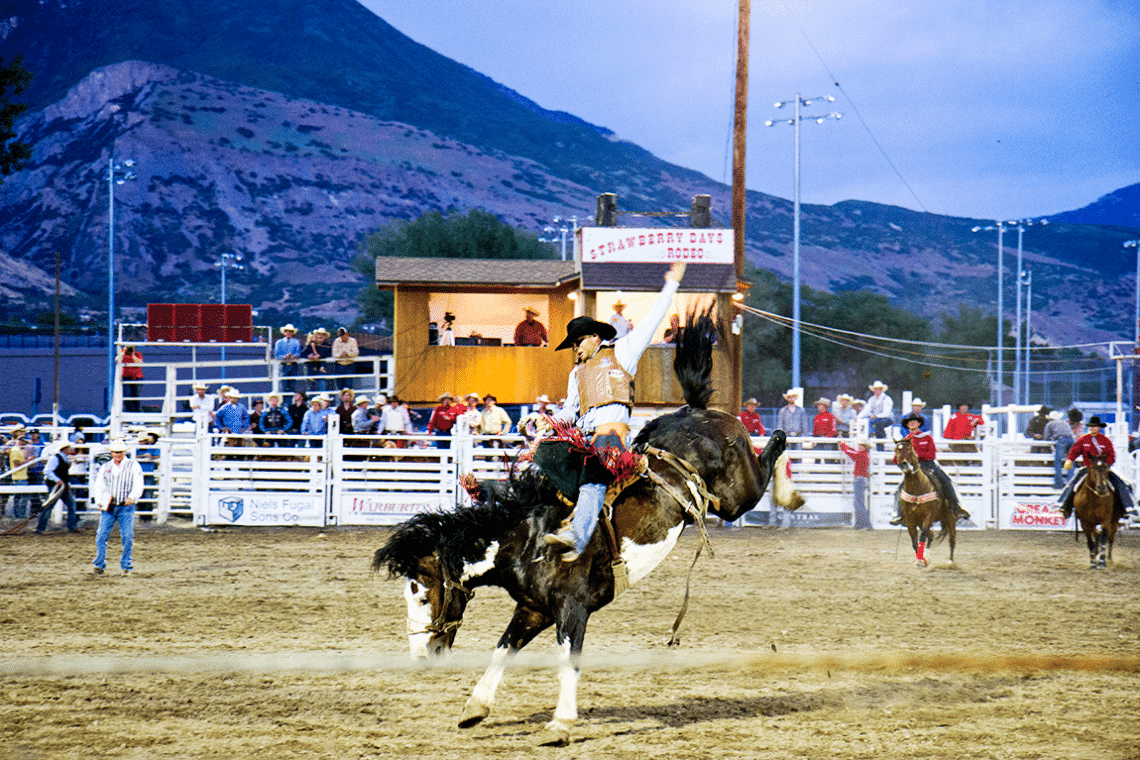 Cowboy riding a horse in the Strawberry Days Rodeo. 